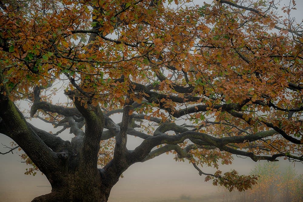 Zandduinen Bakkefean (Bakkeveense Duinen)