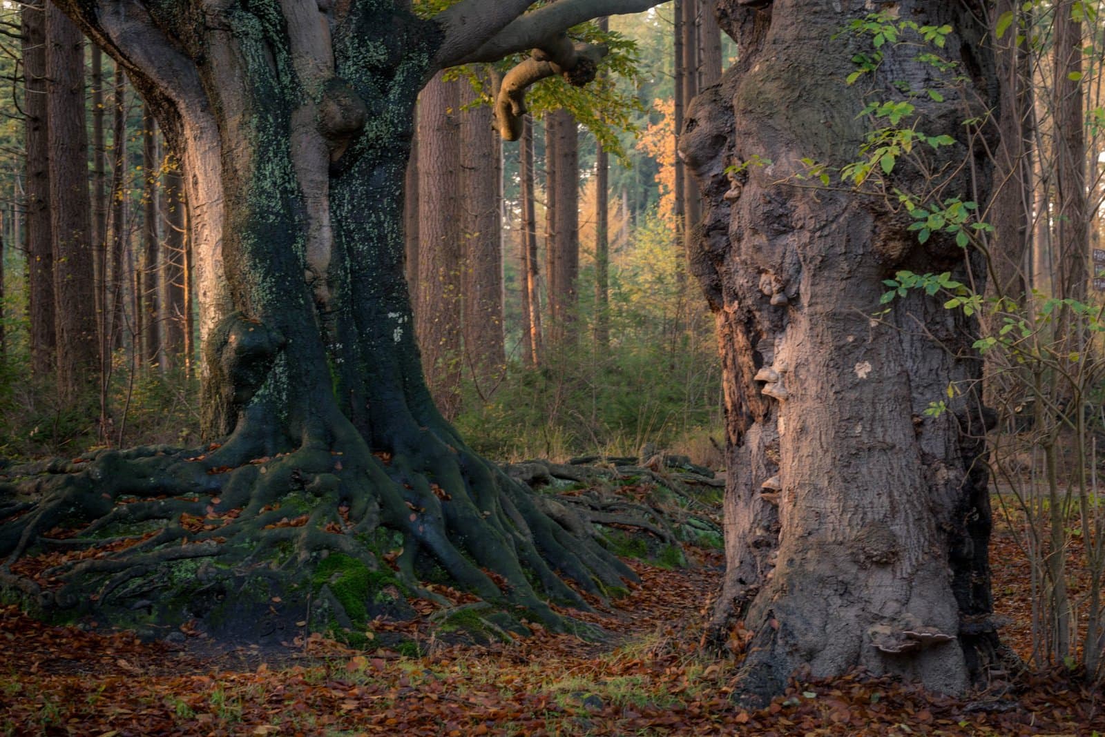 Landgoed De Slotplaats