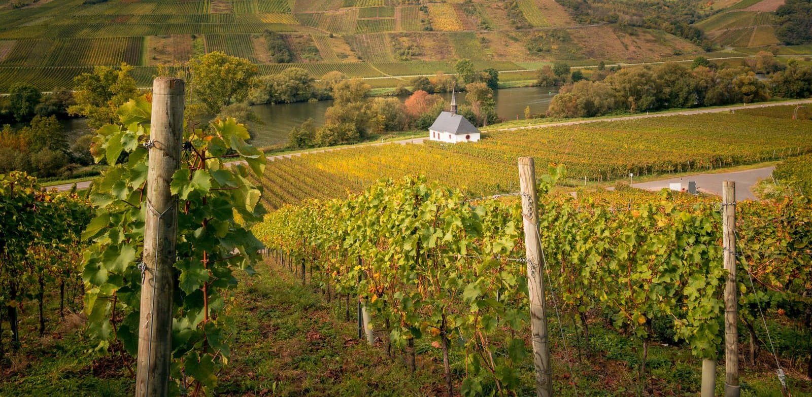 Piesport – Mosel Area