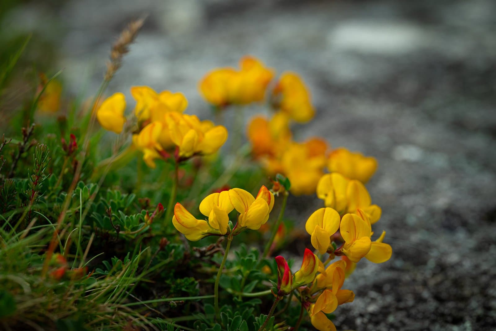 Connemara - Coral Strand – Ireland