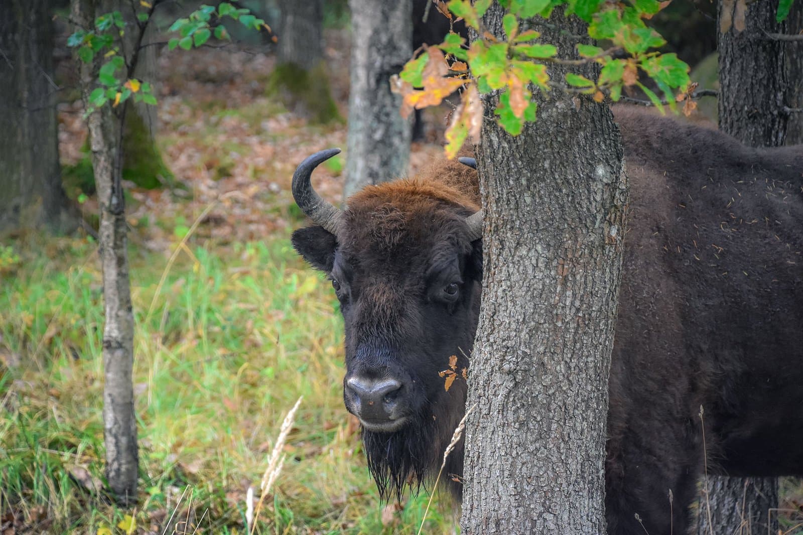 Bisonskoven