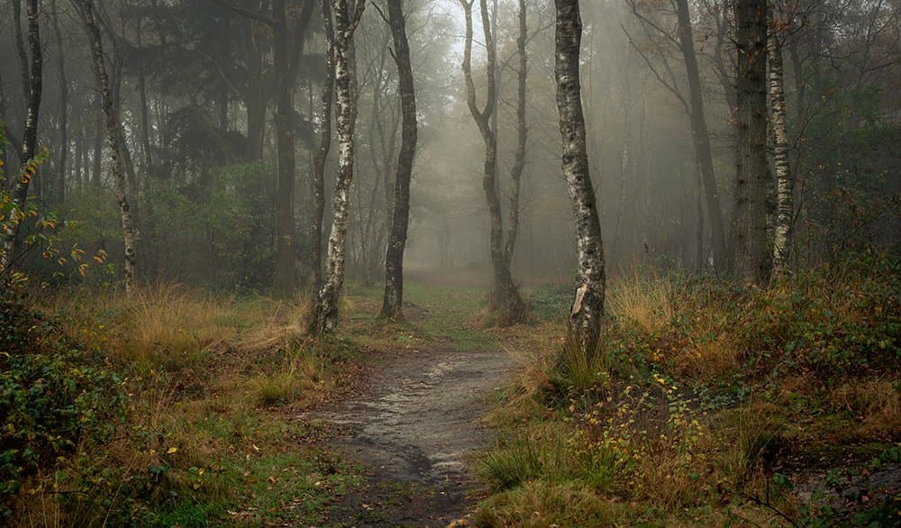 Zandduinen Bakkefean (Bakkeveense Duinen)
