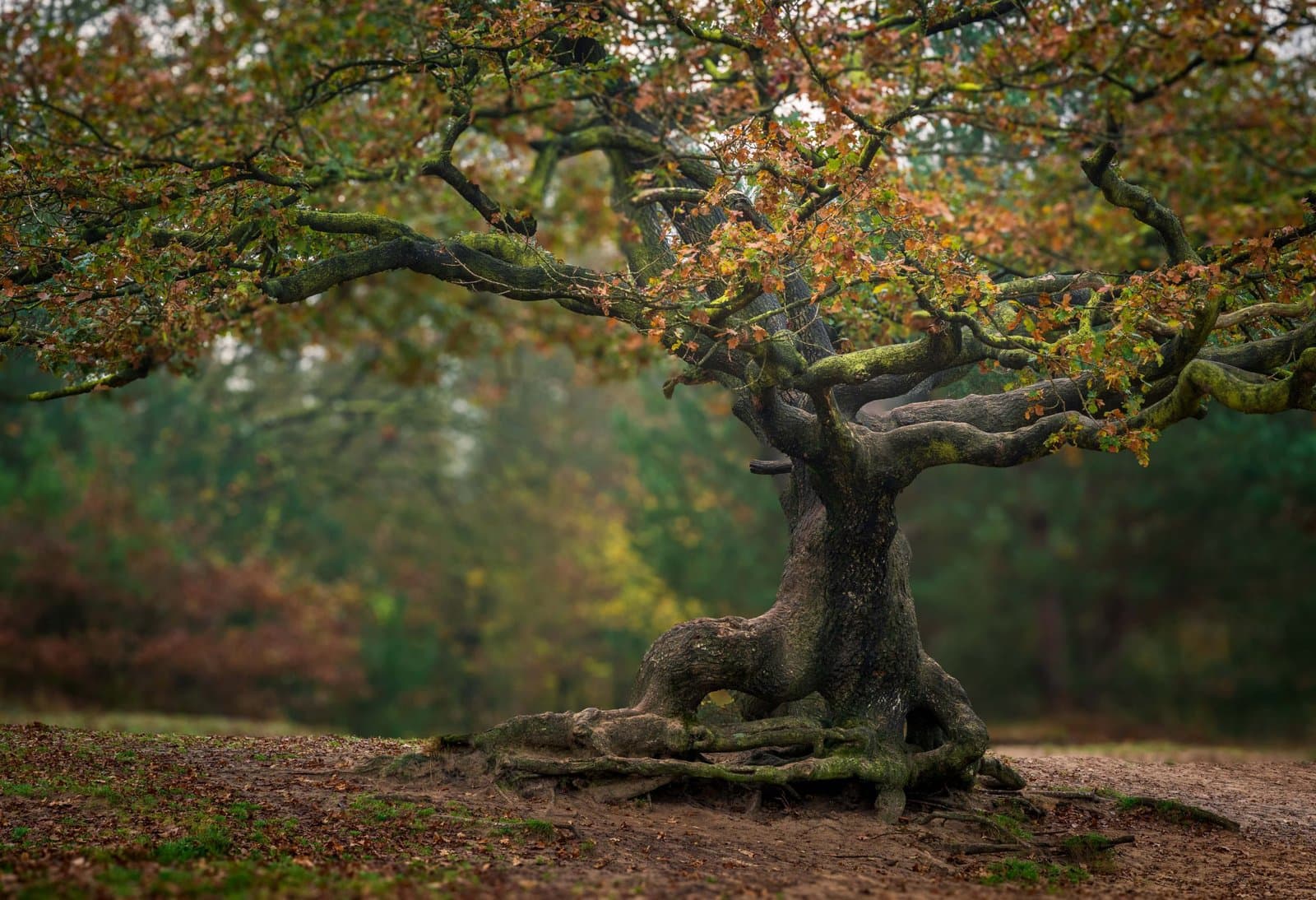 Zandduinen Bakkefean (Bakkeveense Duinen)
