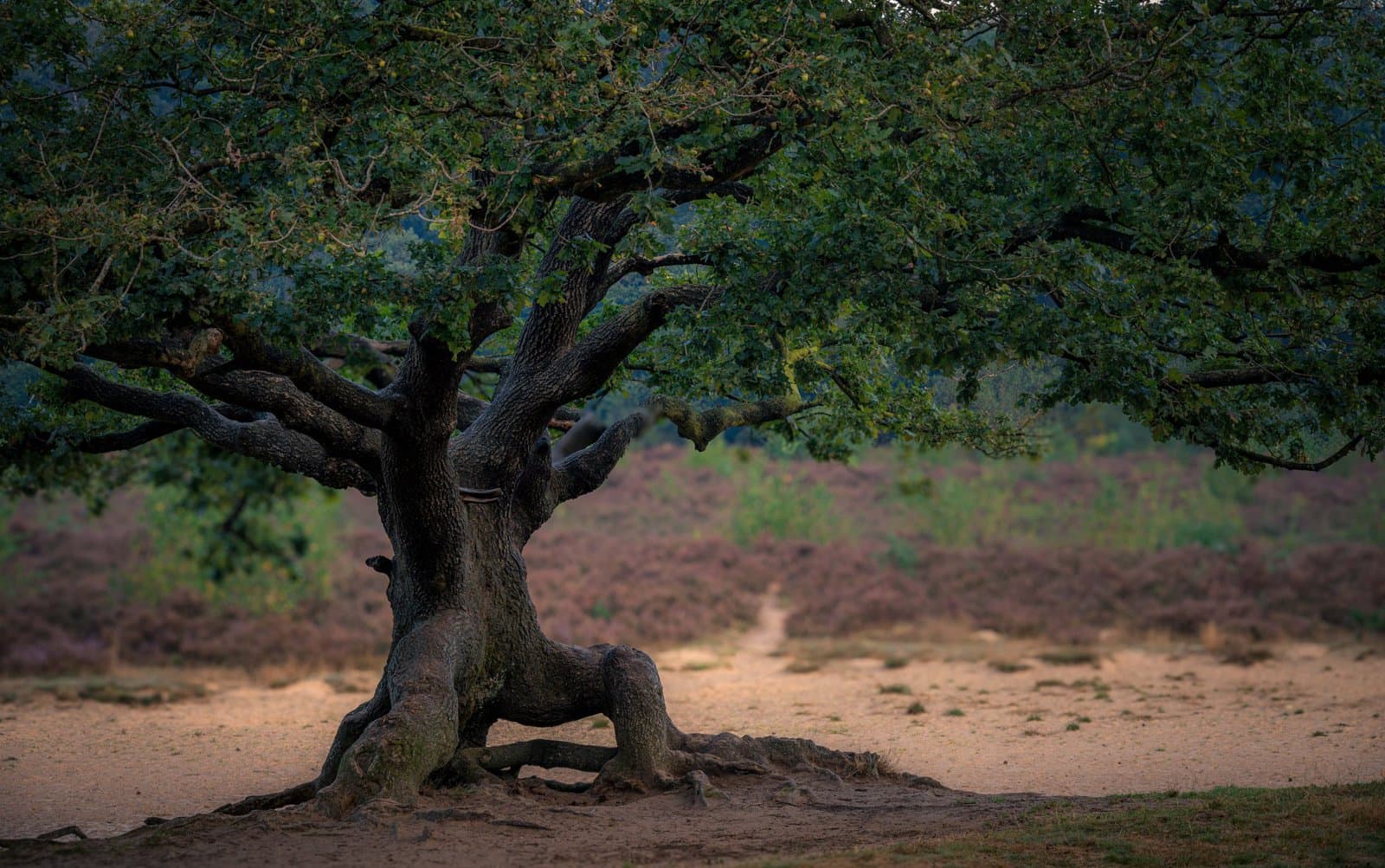 Zandduinen Bakkefean (Bakkeveense Duinen)