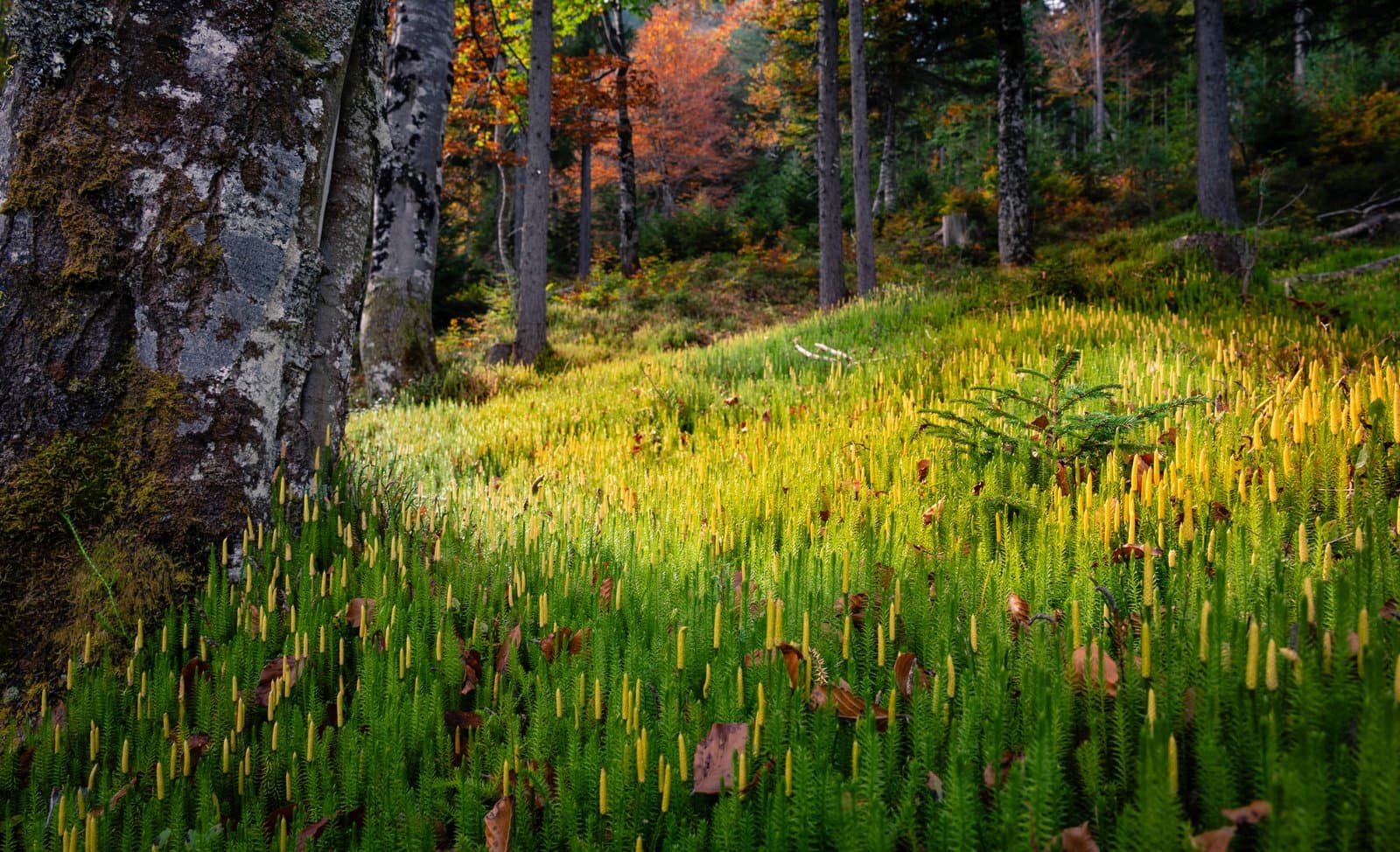Naturpark Karwendel
