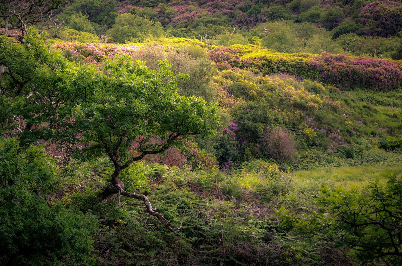 Killarney National Park – Ireland