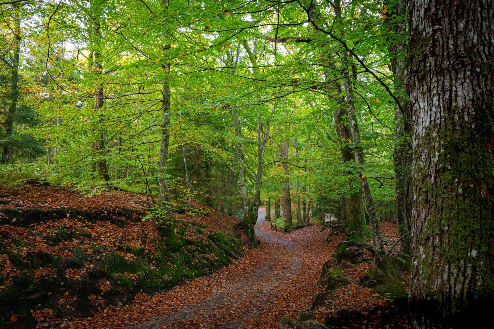 Himmelbjerget