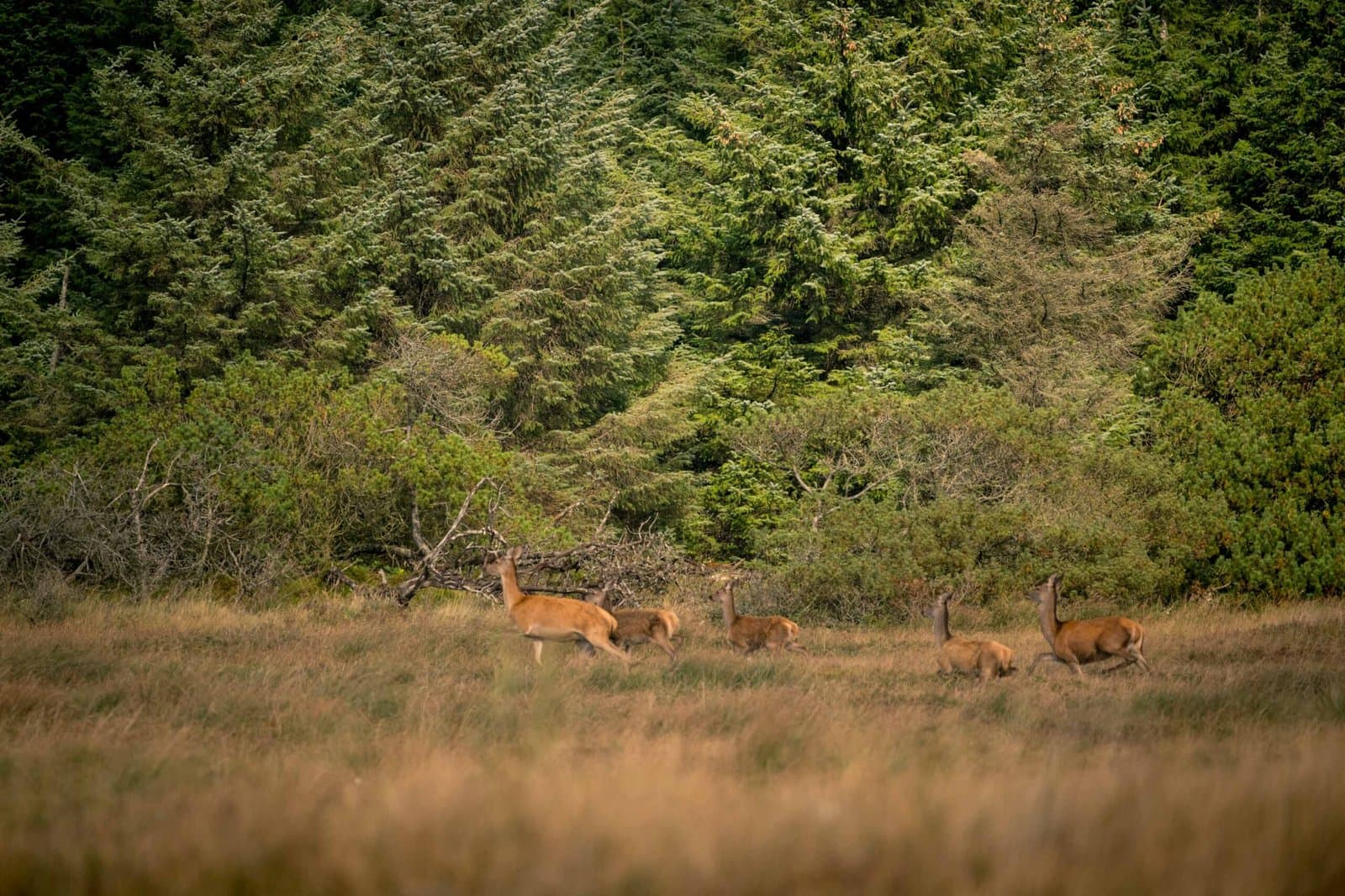 Hanstholm Vildtreservat – Thy National Park