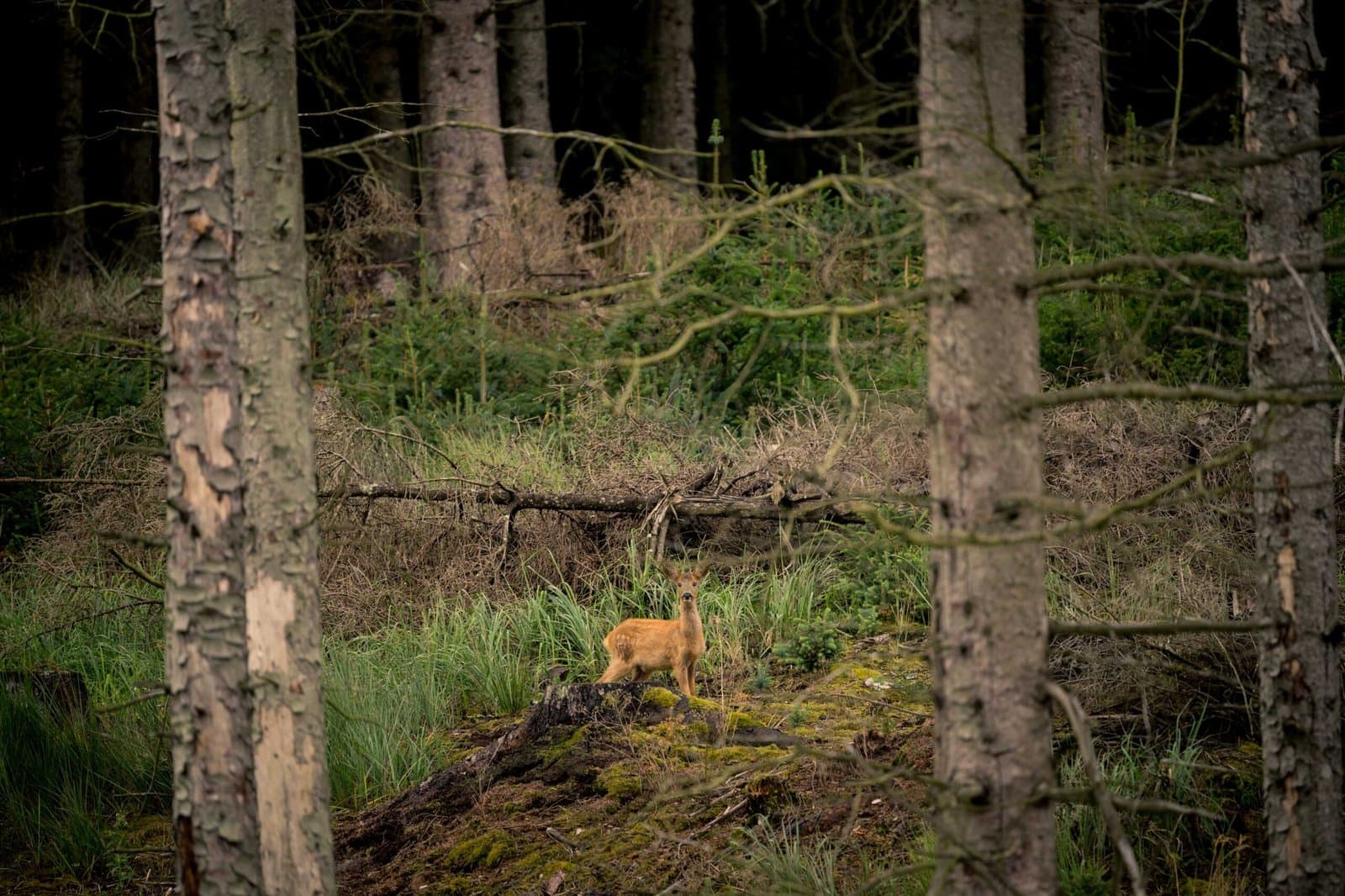 Hanstholm Vildtreservat – Thy National Park