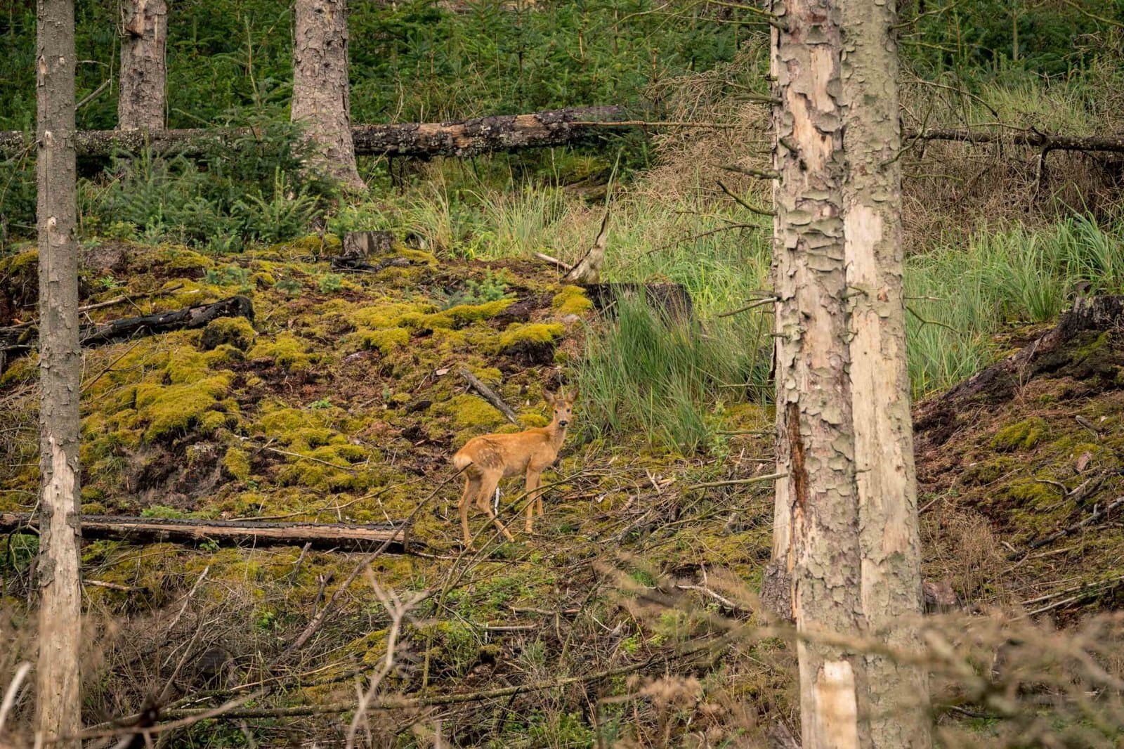 Hanstholm Vildtreservat – Thy National Park
