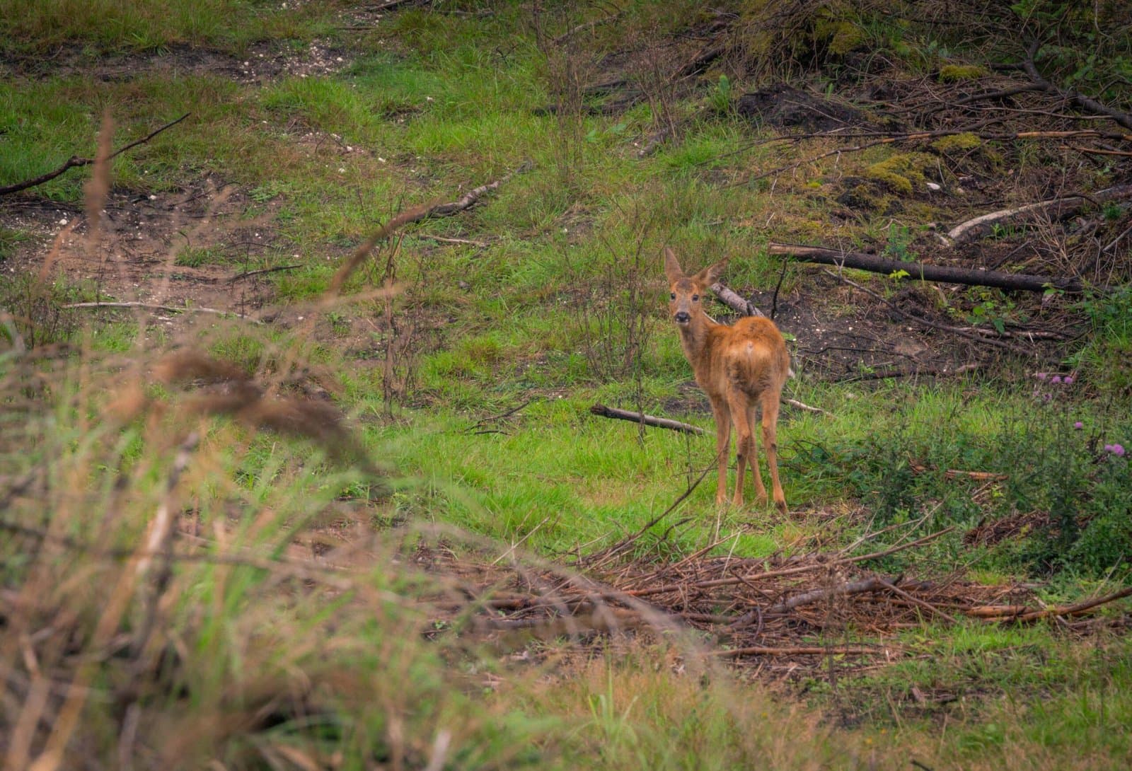 Hanstholm Vildtreservat – Thy National Park