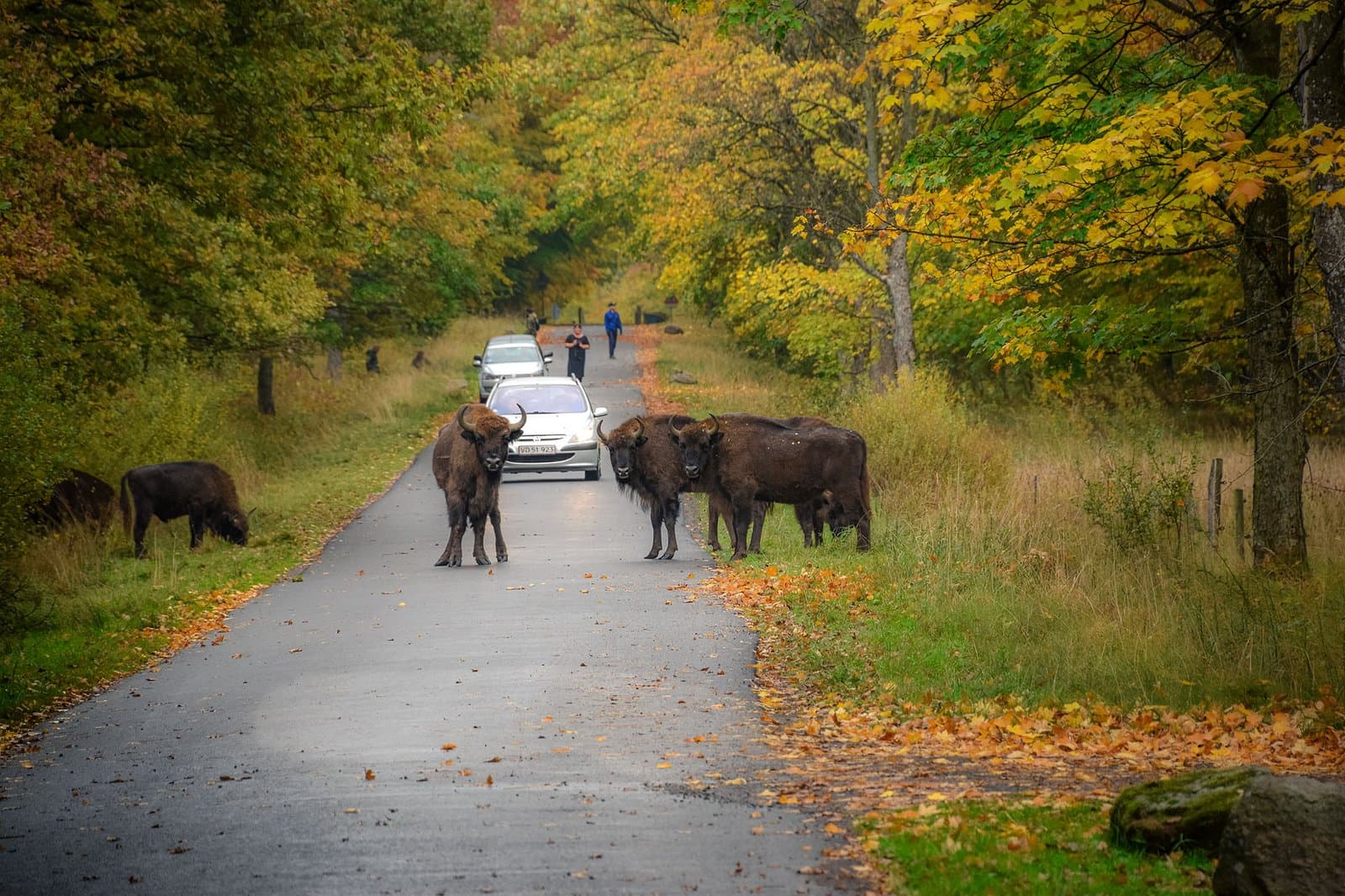 Bisonskoven