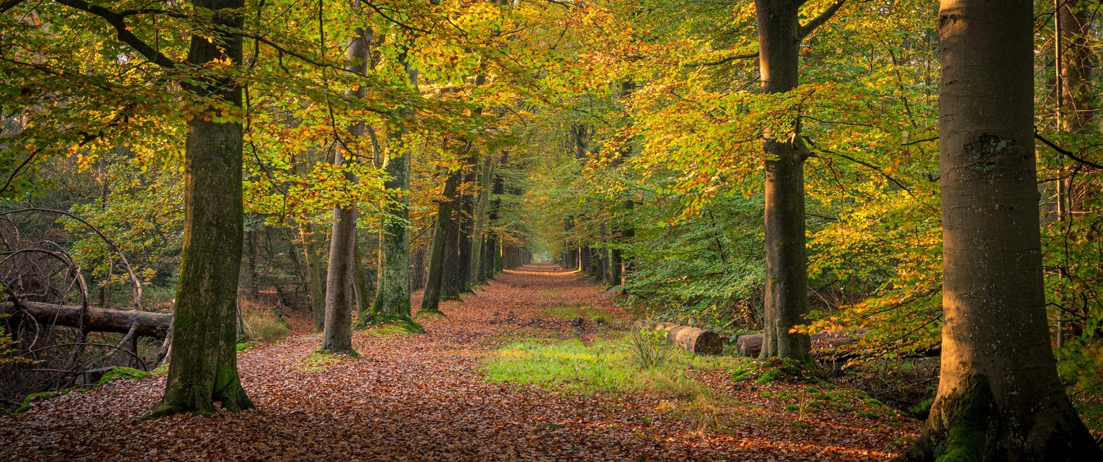 Netherlands