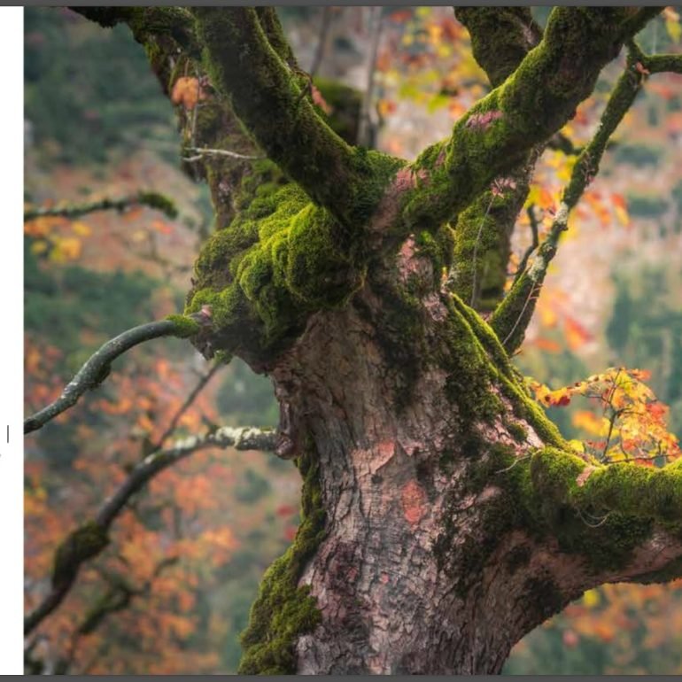 Boek Herfst – De Pracht van de Natuur in woord en beeld