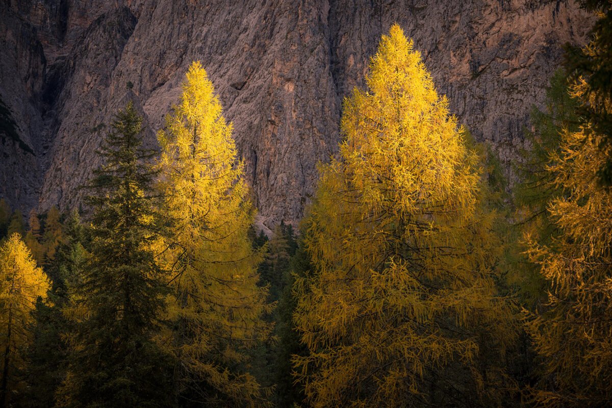 Golden larches in the Dolomites with first snow on the peaks