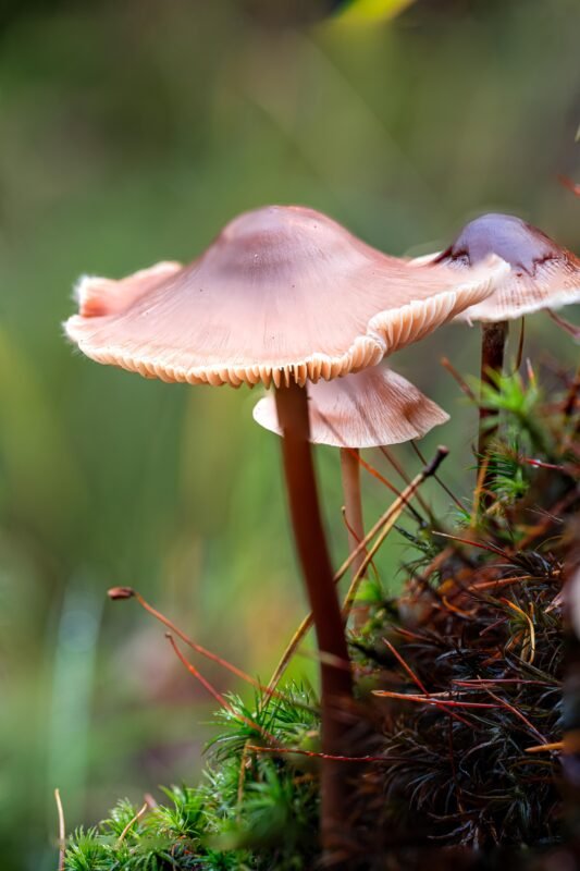 close up of mushrooms in autumn
