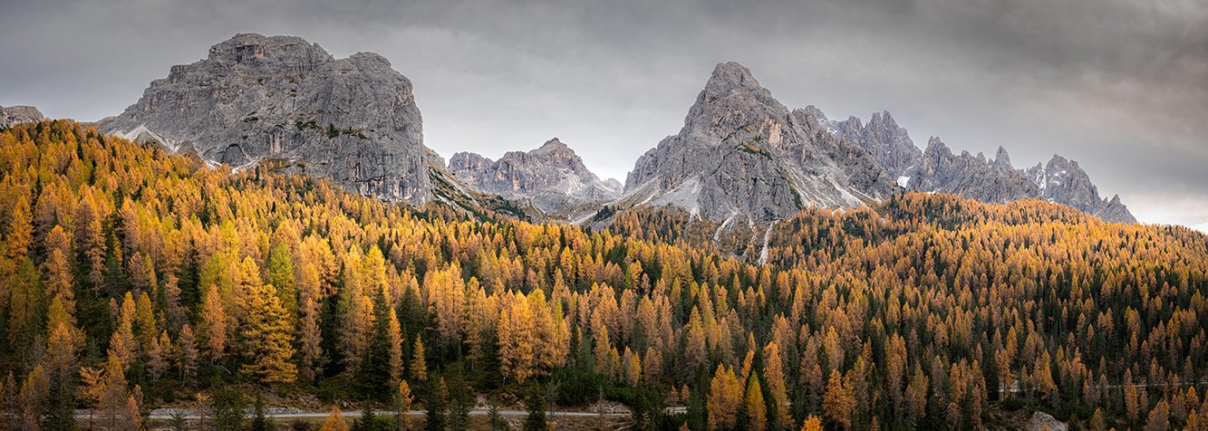 yellow larches on the road up to Drei Zinnen