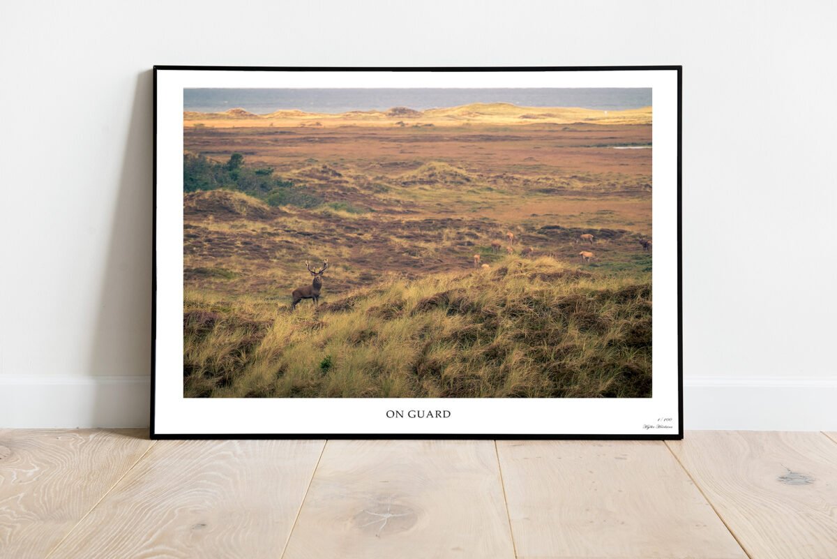 fine art print of deer in Denmark