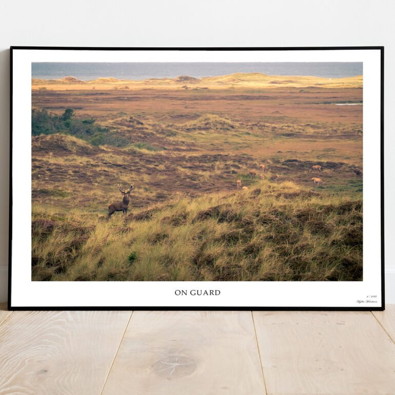fine art print of deer in Denmark