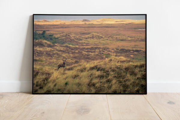 fine art print of deer in Denmark
