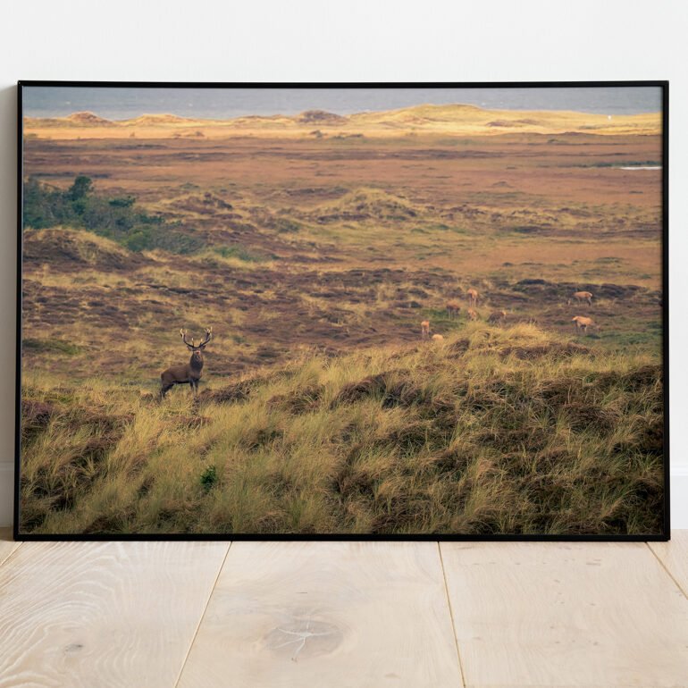 fine art print of deer in Denmark