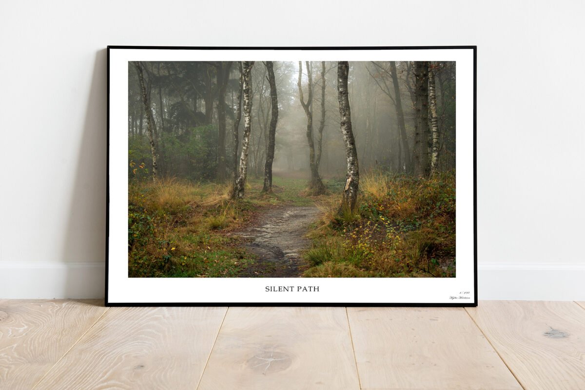 path into the forrest on a misty morning in autumn