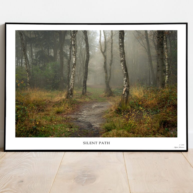 path into the forrest on a misty morning in autumn