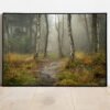 path into the forrest on a misty morning in autumn