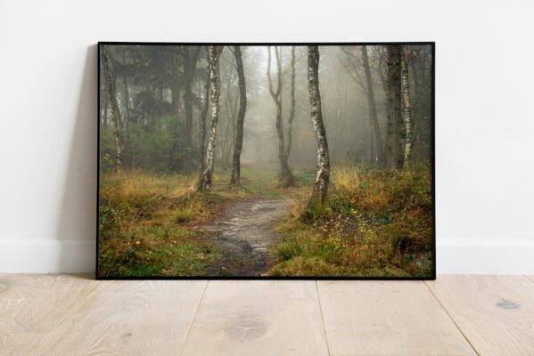 path into the forrest on a misty morning in autumn