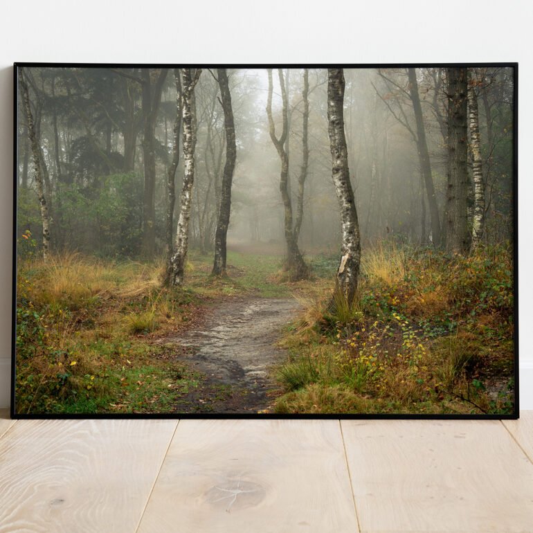 path into the forrest on a misty morning in autumn