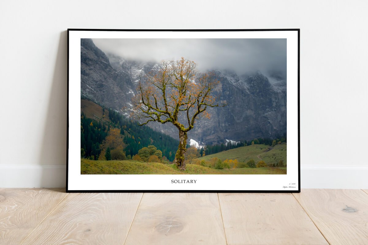 fine art print of solitary tree in autumn in the mountains