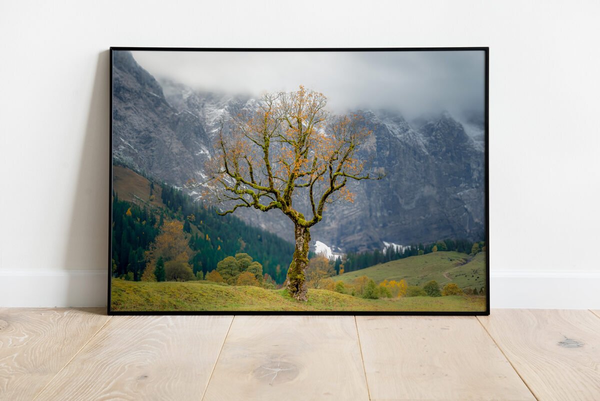 fine art print of solitary tree in autumn in the mountains