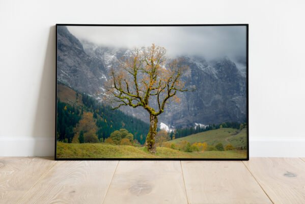 fine art print of solitary tree in autumn in the mountains