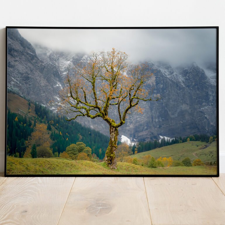 fine art print of solitary tree in autumn in the mountains