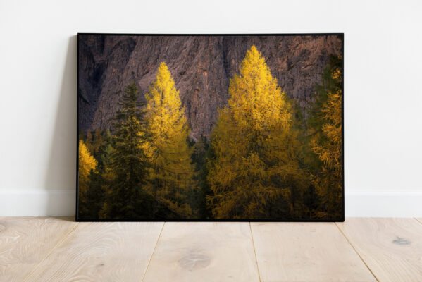 fine art print of yellow larches in autumn