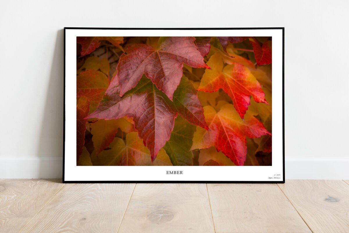 fine art print of autumn leaves