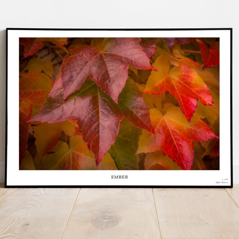 fine art print of autumn leaves