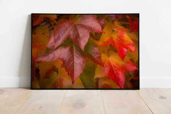 fine art print of autumn leaves