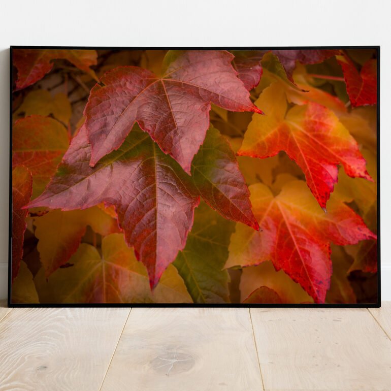 fine art print of autumn leaves