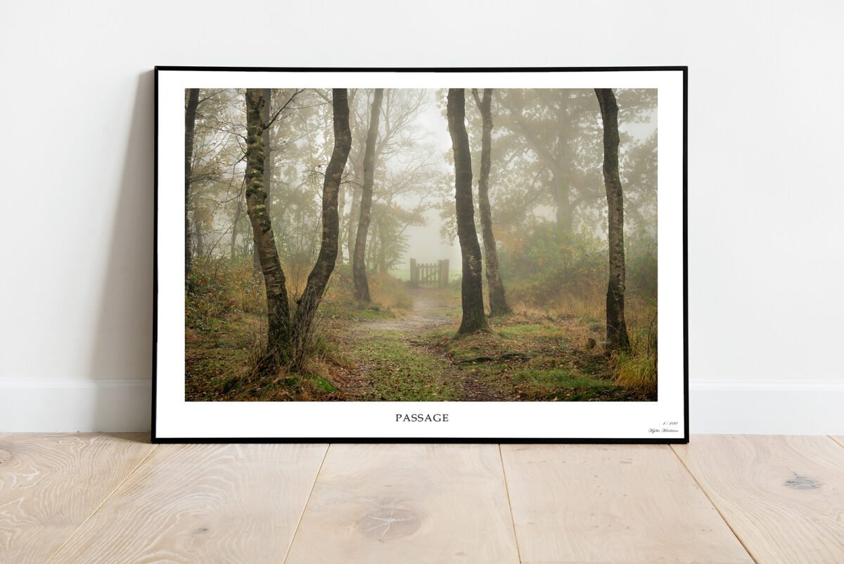fine art print of birch trees in the mist