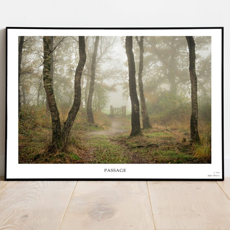 fine art print of birch trees in the mist