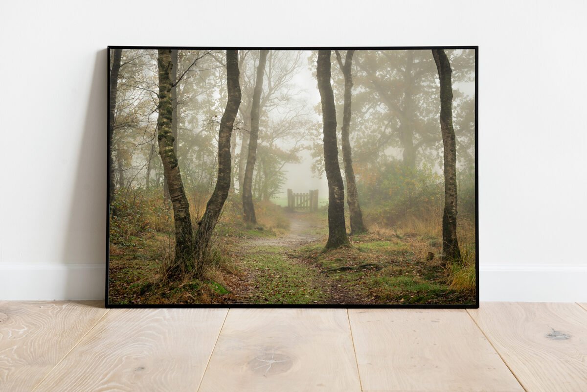 fine art print of birch trees in the mist