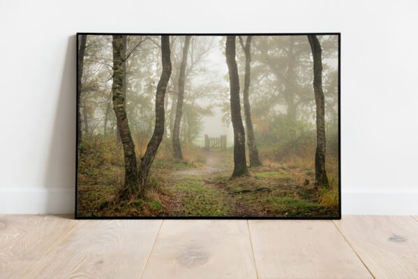 fine art print of birch trees in the mist