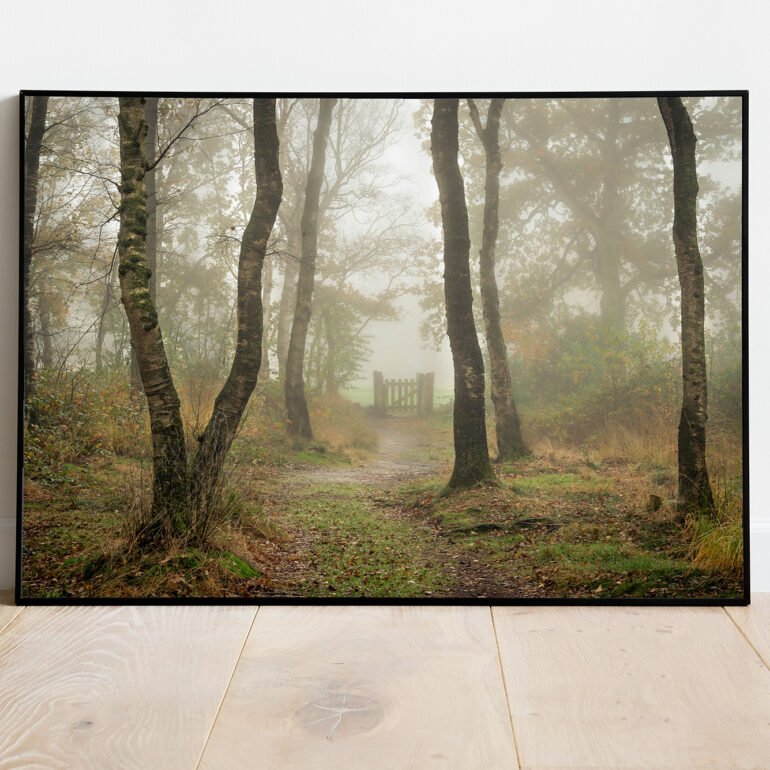fine art print of birch trees in the mist