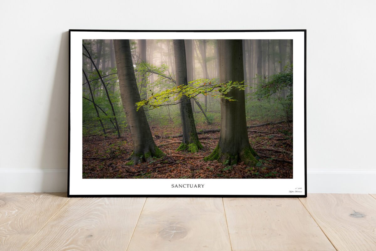 fine art of trees in misty forrest