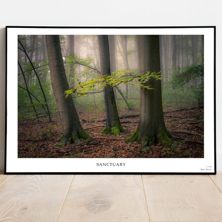 fine art of trees in misty forrest
