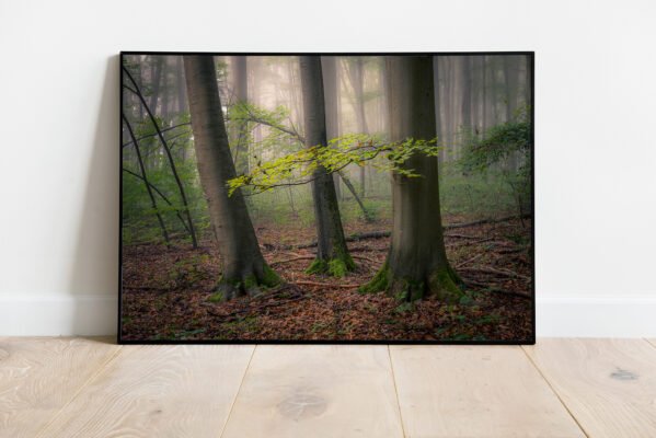 fine art of trees in misty forrest