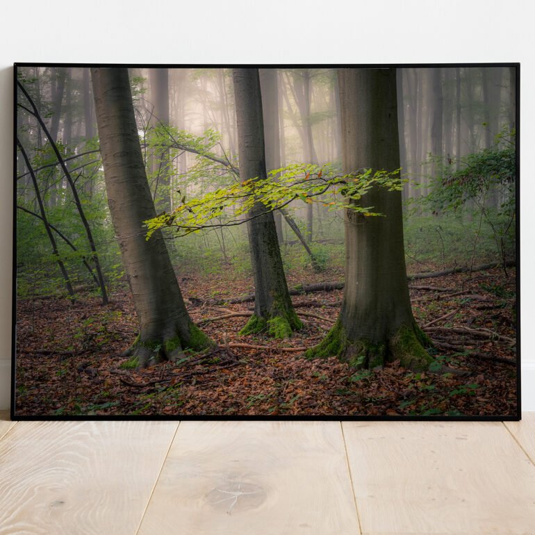 fine art of trees in misty forrest
