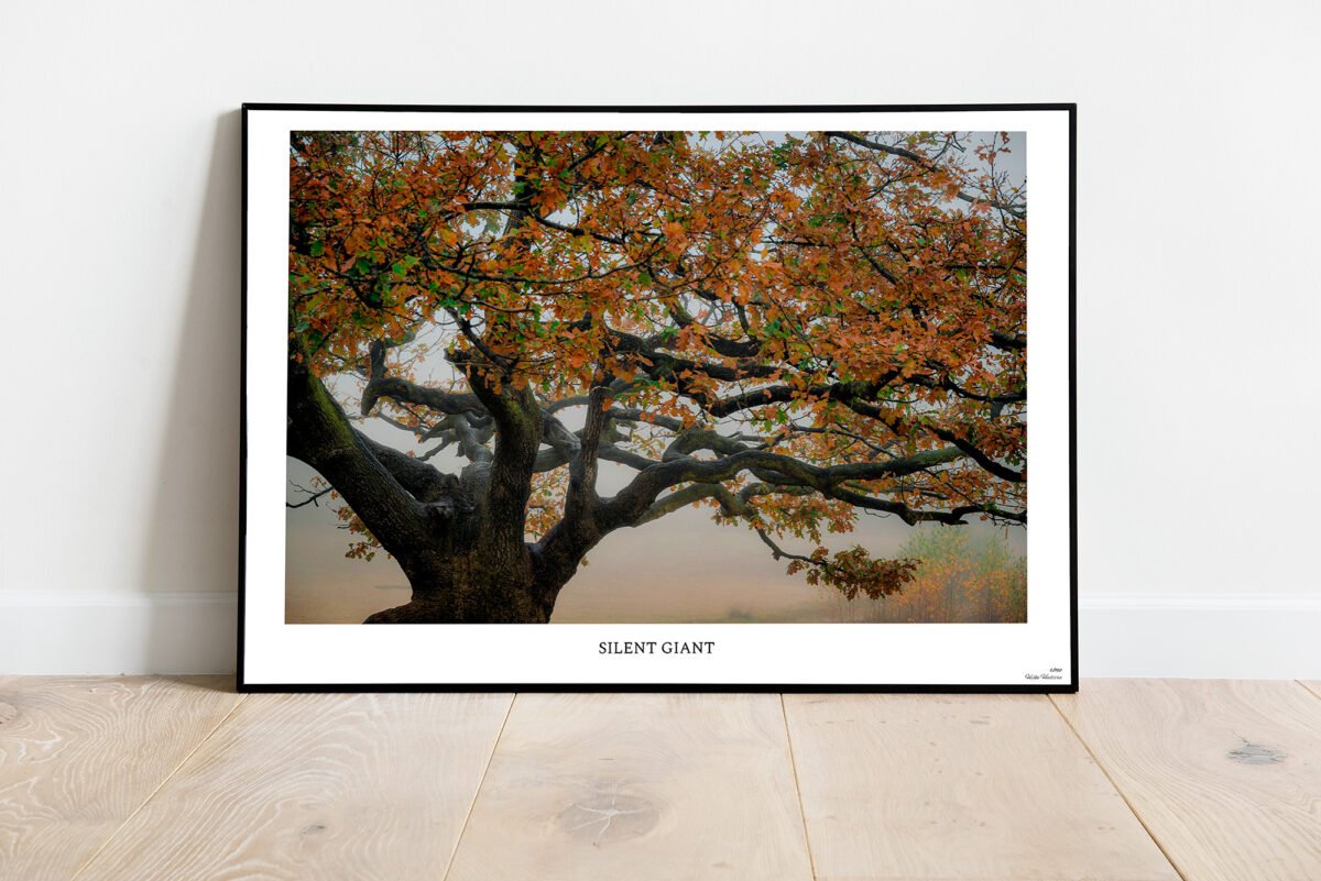 fine art print of old oak tree
