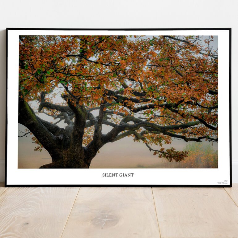 fine art print of old oak tree